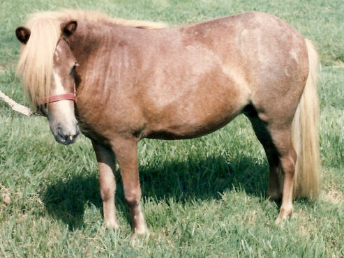 sorrel roan miniature horse mare