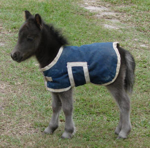 Miniature horse foal with blanket