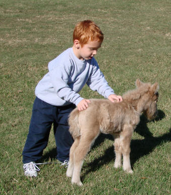 Boy with miniature horse foal.