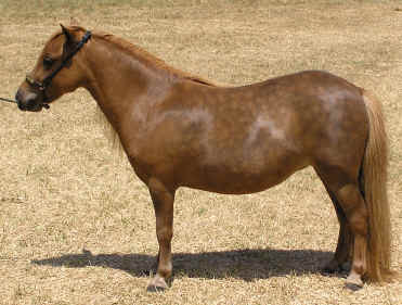 sorrel miniature horse mare