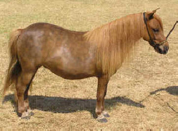 sorrel miniature horse mare