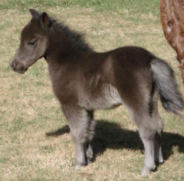 Female miniature horse foal.