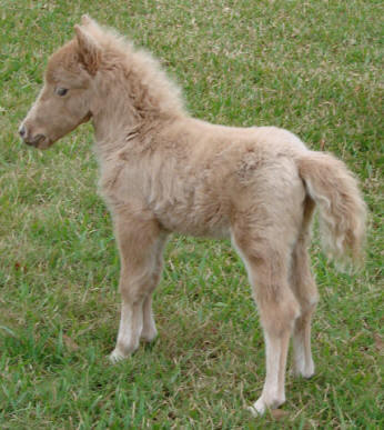 Dun miniature horse foal