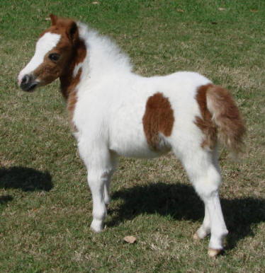 Sorrel pinto miniature horse foal