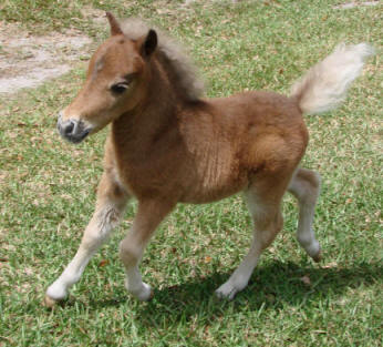 chestnut miniature horse foal