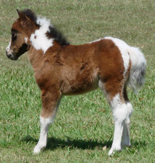 bay pinto miniature horse foal