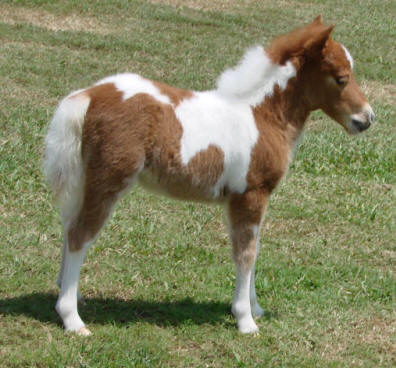 sorrel pinto miniature horse foal