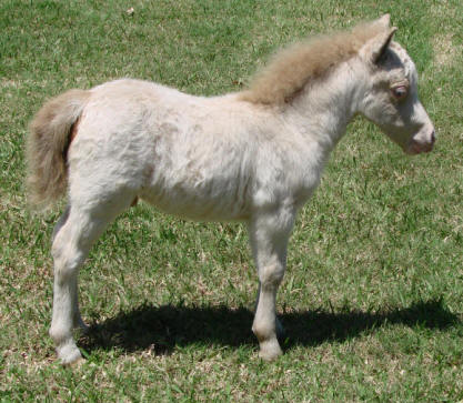 miniature horse foal