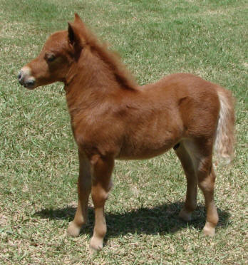 sorrel miniature horse foal