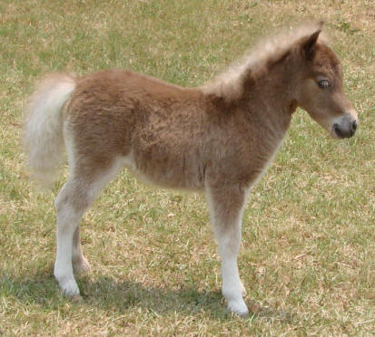 silver dun miniature horse foal