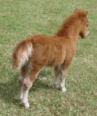 roan miniature horse foal