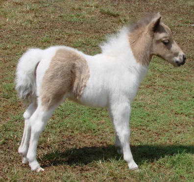 buckskin pinto miniature horse foal