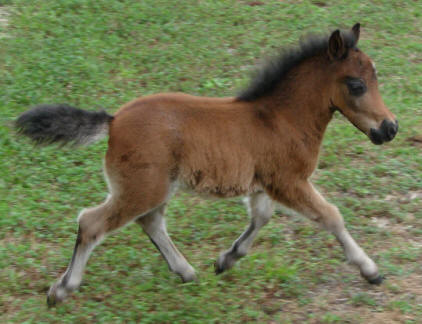 miniature horse foal