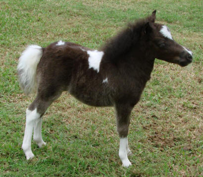 miniature horse for sale black pinto filly