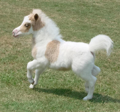miniature horse for sale palomino pinto