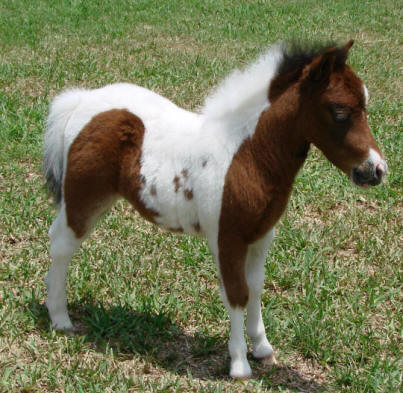 miniature horse for sale bay pinto