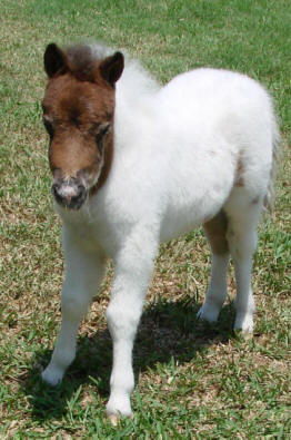 miniature horse for sale bay pinto filly