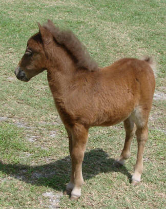 miniature horse for sale bay stud colt