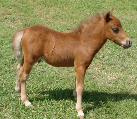 miniature horse for sale chestnut stud colt