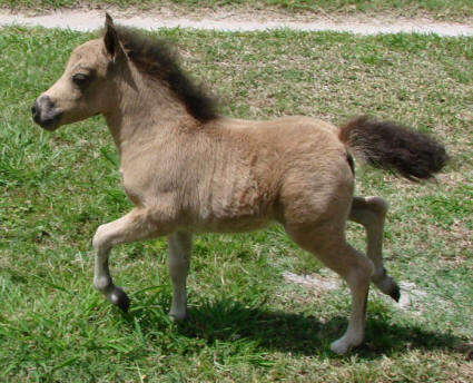 miniature horse for sale buckskin filly