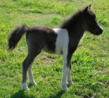 miniature horse for sale blue roan pinto