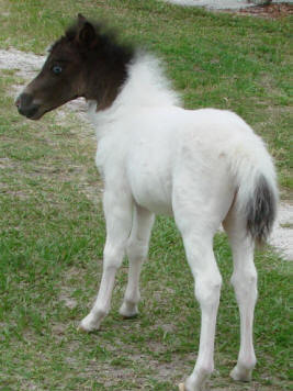 miniature horse for sale blue roan pinto