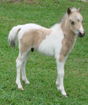 miniature horse for sale dun pinto stud colt
