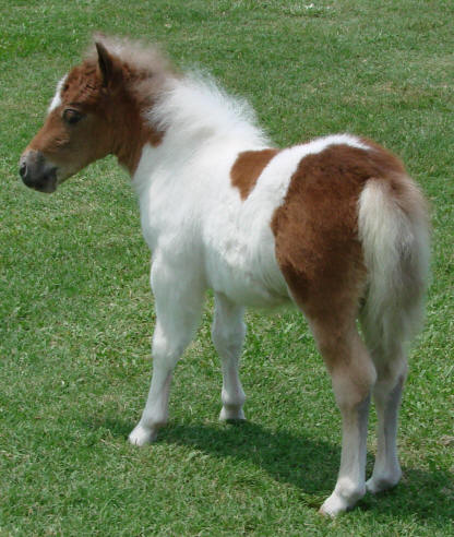 miniature horse for sale sorrel pinto filly