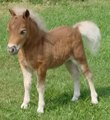 miniature horse for sale roan stud colt