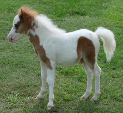 miniature horse for sale sorrel pinto