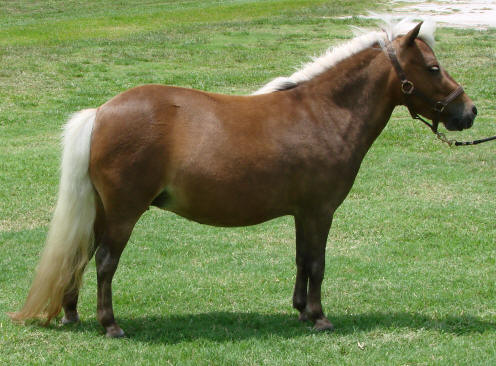 miniature horse mare