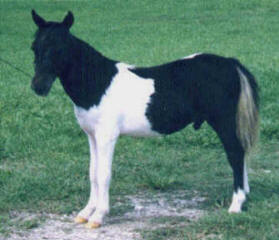 Black pinto miniature horse