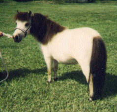 Buckskin miniature horse