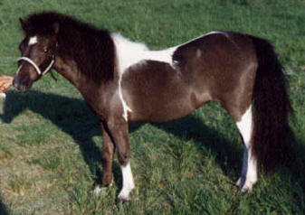 Brown pinto miniature horse
