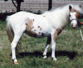 Sorrel pinto miniature horse