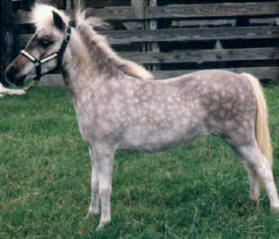 Silver dapple miniature horse