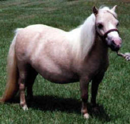 Palomino miniature horse