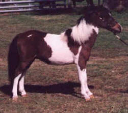 Bay pinto miniature horse.