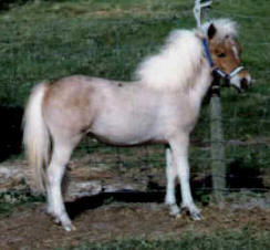 Roan pinto miniature horse