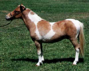 Sorrel roan pinto miniature horse.