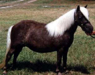 Grey miniature horse
