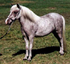 Silver dapple miniature horse.