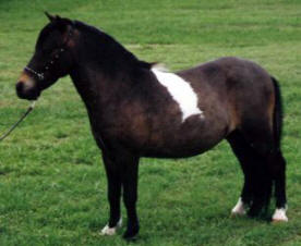 Bay pinto miniature horse