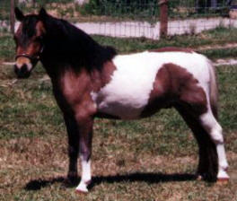 Bay pinto miniature horse