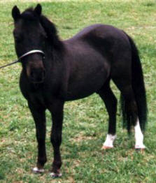Black miniature horse