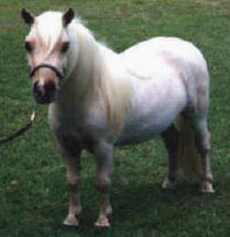 Palomino miniature horse.