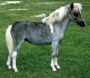 Silver grey pinto miniature horse