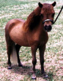 Sorrel miniature horse