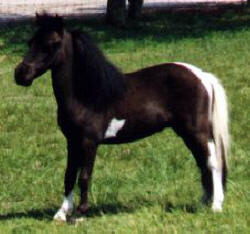 Black pinto miniature horse