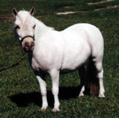 White miniature horse